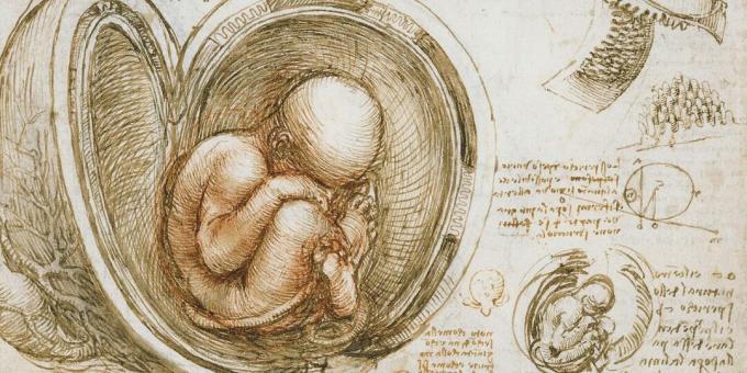 Vaisius įsčiose, piešė Leonardo da Vinci
