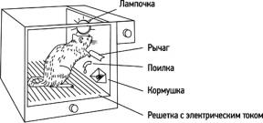 Kas yra laimė, kalbant apie neurofiziologijos