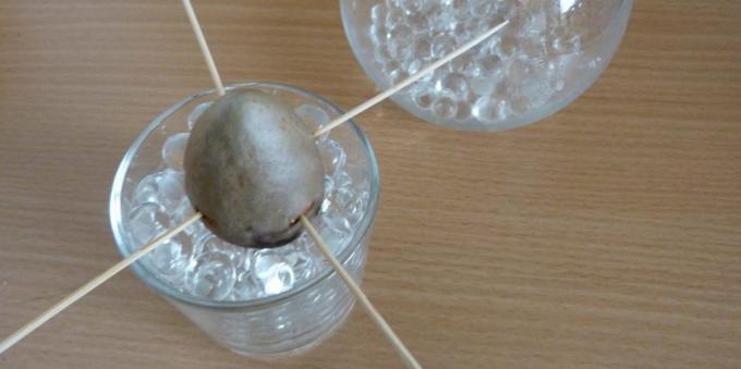 Kaip auginti avokado iš akmens: Akmuo stiklinę su hidrogelio