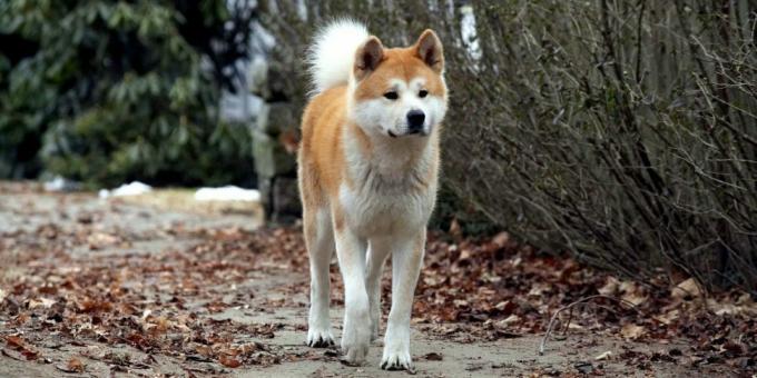 Gyvūnų filmai: „Hachiko: ištikimiausias draugas“