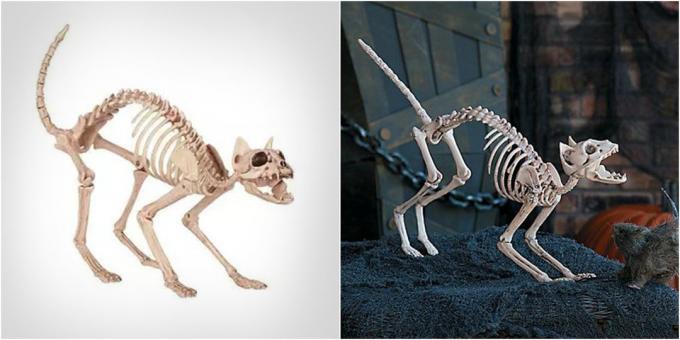 Kačių skeletas