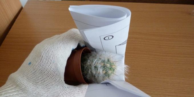Kaip persodinti gėlę, jei transplantacija kaktusas, jį naudojant sukto popieriaus