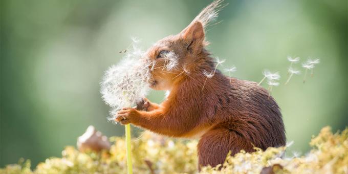 Patys juokingi nuotraukos Gyvūnai - voverė su kiaulpienės