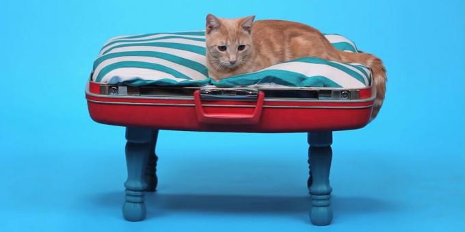Kaip pasidaryti „pasidaryk pats“ katės lovą iš lagamino