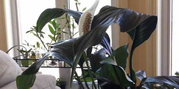 Priežiūra Spathiphyllum namuose: Kur dėti Spathiphyllum