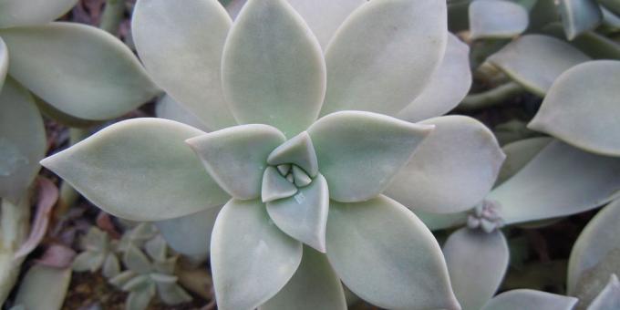 Graptopetalum Paragvajus