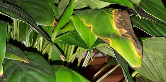 Priežiūra Spathiphyllum namuose: Kaip gydyti Spathiphyllum jei ten buvo dėmės ant lapų