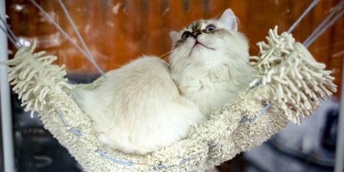 Sibiro katė: charakteris