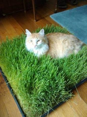 Pagalvėlę žolės katė