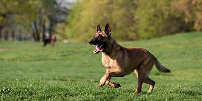 Ėjimo ir bėgimo padės išlaikyti šuns sveikatą