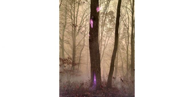 violetinės liepsnos medis