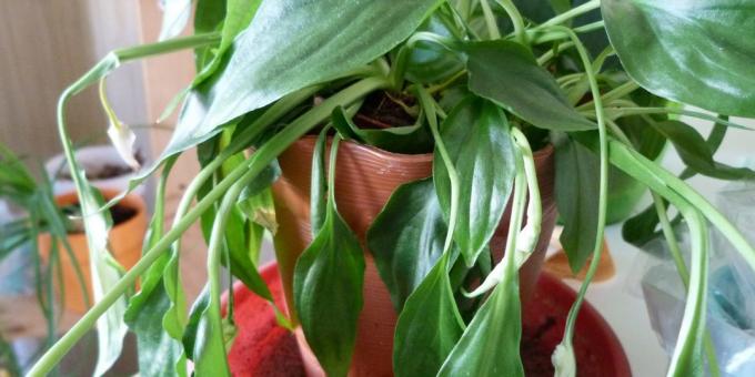 Priežiūra Spathiphyllum namuose: Kaip gydyti Spathiphyllum, jei lapai šlubuoti ir nukrito žemyn