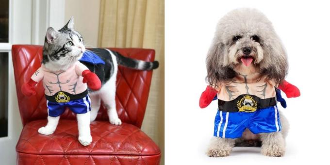 Kalėdų kostiumai šunims ir katėms: Boxer