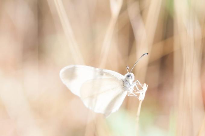kaip gražiai nufotografuoti drugelį
