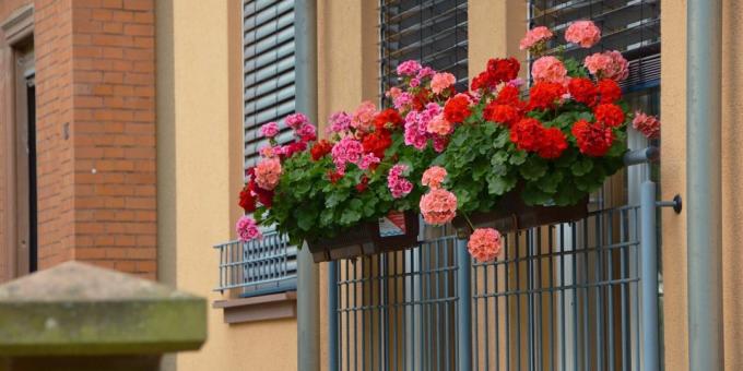 pelargonija