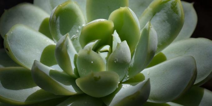 Echeveria