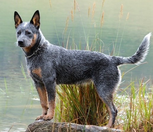 Top 10 protingiausių šunų veislių: Australijos Galvijai Šuo
