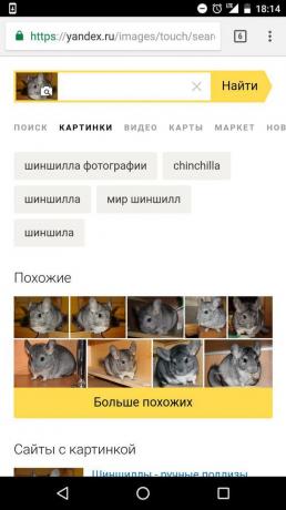 "Yandex" "nustatymas gyvulio paveikslėlyje