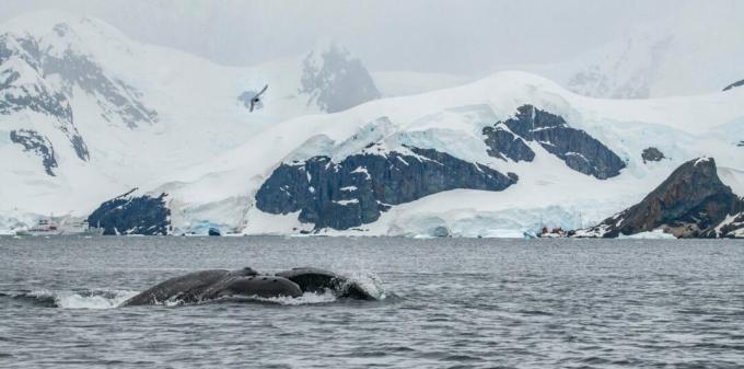 Antarktida: kuproto banginio nuotrauka