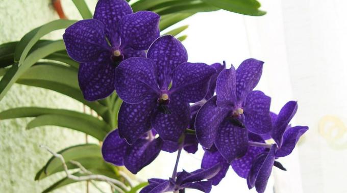 Kaip rūpintis orchidėjos Vanda
