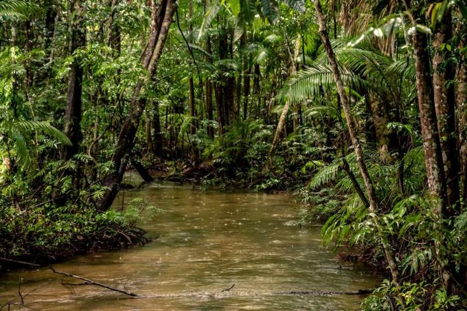 Įdomūs faktai: 20% deguonies gaminami Amazonės miškų