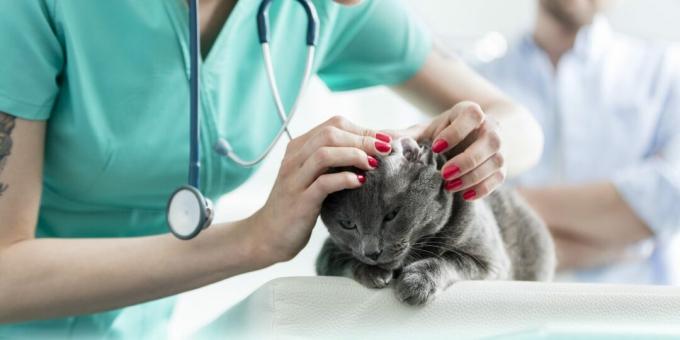 Rusijos mėlyna katė: ligos