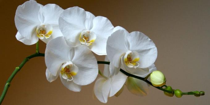 Kaip rūpintis orchidėjos Phalaenopsis