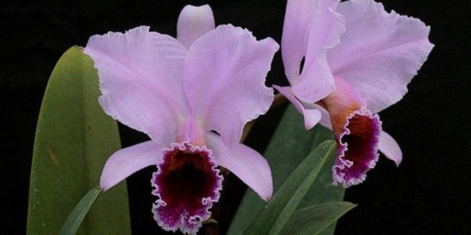 Kaip rūpintis orchidėjų