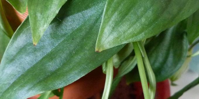 Priežiūra Spathiphyllum namuose: Kaip gydyti Spathiphyllum jei sausi lapai patarimai