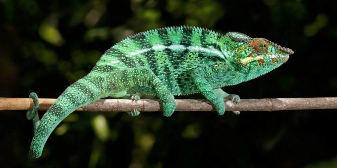 Klaidinga nuomonė ir įdomūs faktai apie gyvūnus: chameleonai yra maskavimo meistrai