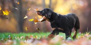 7 patarimai, siekiant padėti jums padaryti tobula šunų nuotraukos