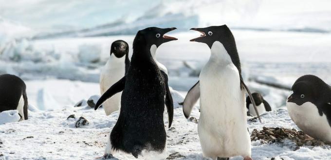 Filmai apie pingvinus: „Pingvinai“