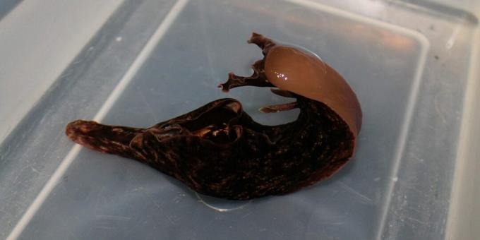 Aplysia - moliuskas, kuris dar vadinamas barzdotu ruoniu