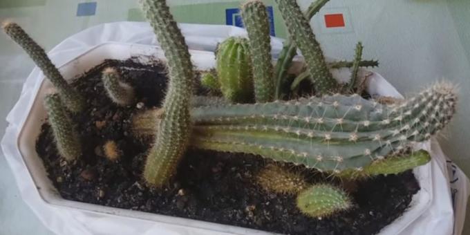Kaip rūpintis kaktusai: deformacija dėl šviesos trūkumo