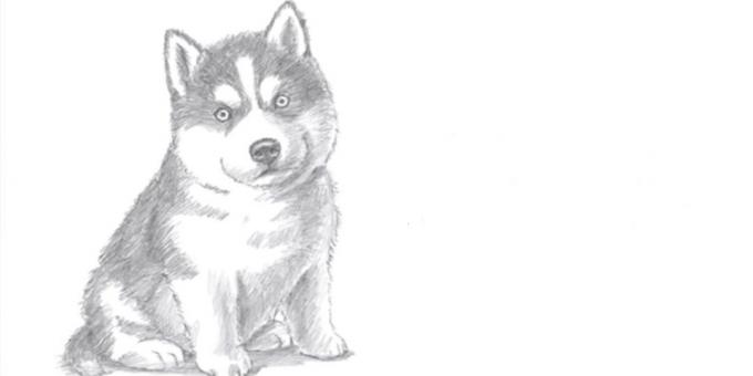 Kaip nupiešti šunį sėdi realistiškai stiliaus