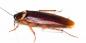 Ar tarakonai įkando ir kaip dar jie gali būti pavojingi