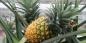 Kaip auginti ananasą namuose: žingsnis po žingsnio vadovas