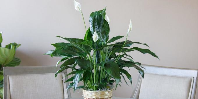 Priežiūra Spathiphyllum namuose: kaip pasirinkti puodą transplantacijos