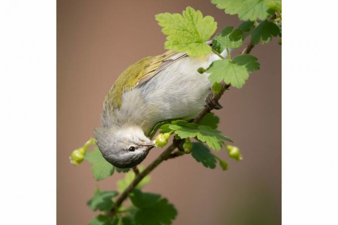 Geriausios paukščių nuotraukos iš Nacionalinės Audubon draugijos konkurso