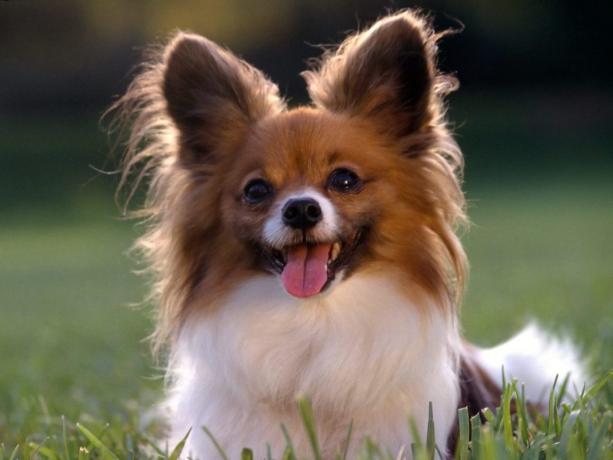 Top 10 protingiausių veislių šunų: Papillon